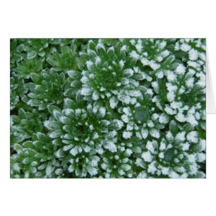 Verts gelés