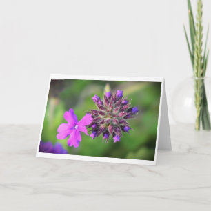 Verveine, carte