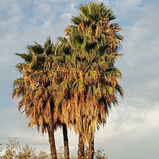 Veste À Capuche La femme