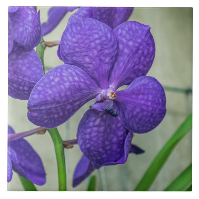 Vianda violette orchidées céramique carreaux (Devant)