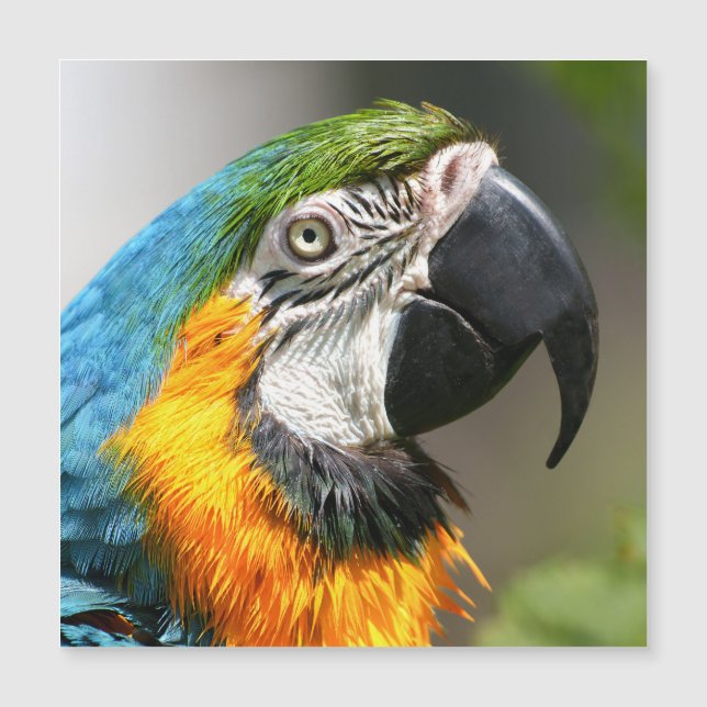 Vibrant couleur Macaw (Devant)