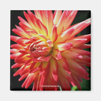 Vibrant Rouge Dahlia Fleur Magnet de photo