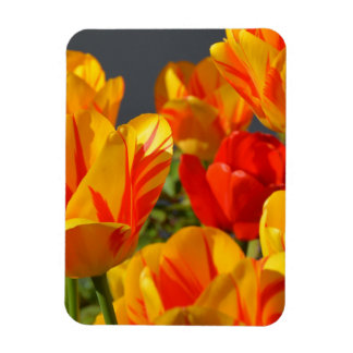 Vibrant Yellow and Red Tulips Garden Photo Magnet
