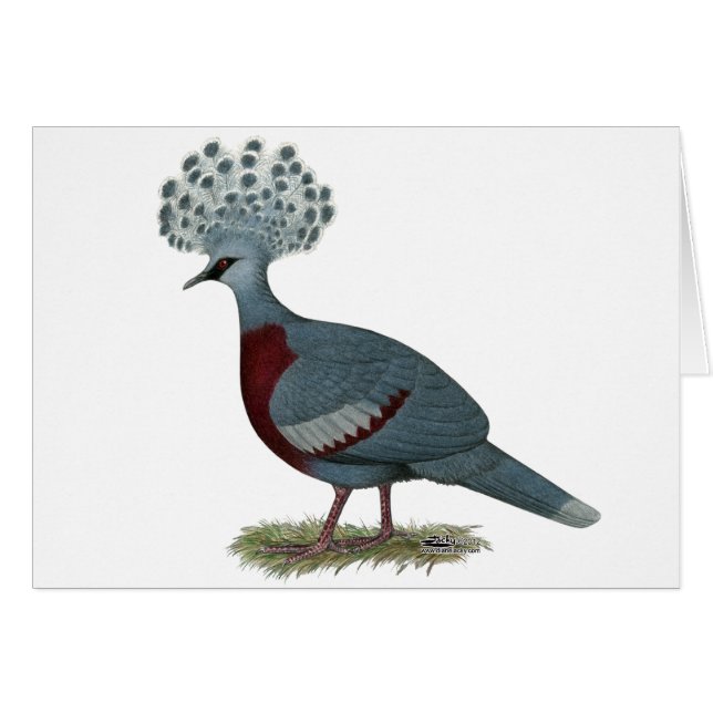 Victoria Crowne Pigeon (Devant Horizontal)