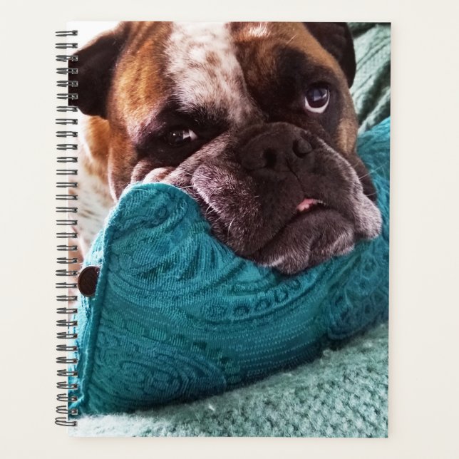 Victorian Bulldog Photo 8x11 Carnet (Devant)