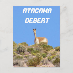 Vicuna désert d'Atacama, Chili Carte postale - Ver