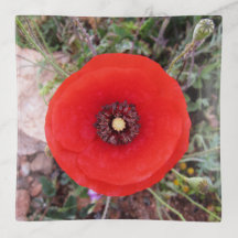 Coquelicot sauvage