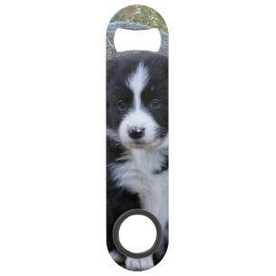 Vie de ferme de chiot Border Collie,