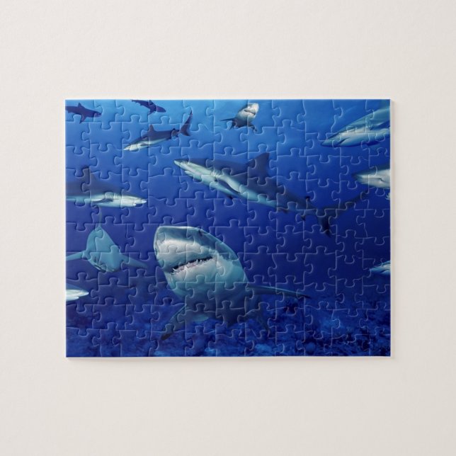 Vie marine Puzzle Sharks Puzzle Puzzle Puzzle (Horizontal)