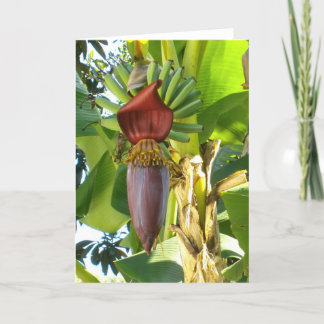 VIEILLE carte de voeux de BANANES de la FLORIDE