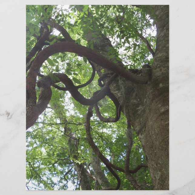 vieilles vignes enchevêtrées dans l'arbre (Devant)