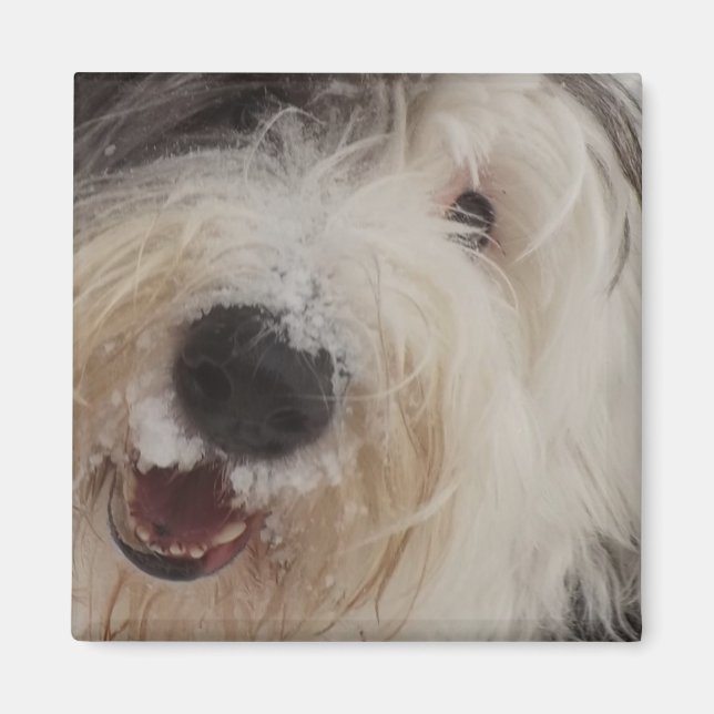 Vieux anglais Sheepdog Magnet - visage de neige (Devant)