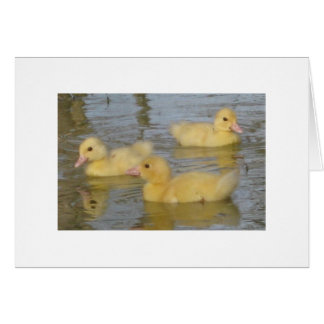 Vieux canetons de trois jours de Muscovy