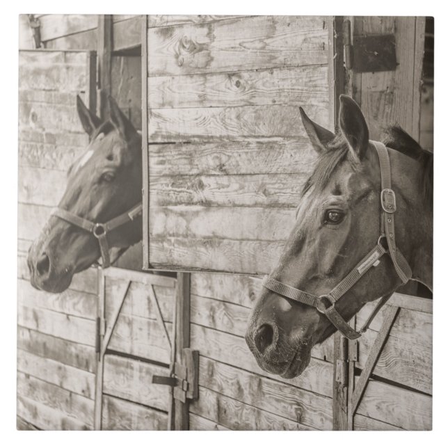 vieux carreau de chevaux stables (Devant)