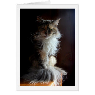 Vieux chat grognon et fini