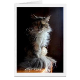Vieux chat Grouchy, digne