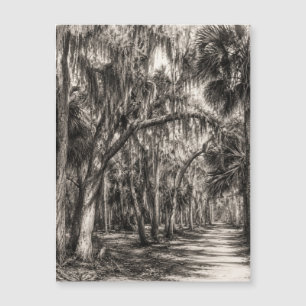 Vieux chêne de Floride Graphite Hammock Sketch R
