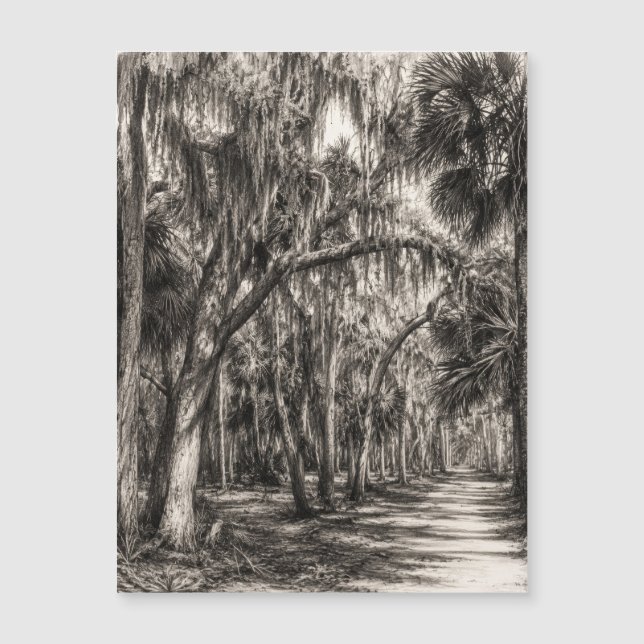 Vieux chêne de Floride Graphite Hammock Sketch | R (Devant)