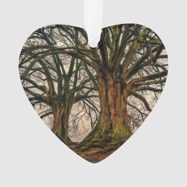 Vieux chêne en hiver (devant)