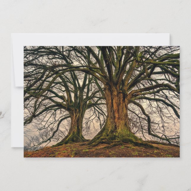 Vieux chêne en hiver (Devant)