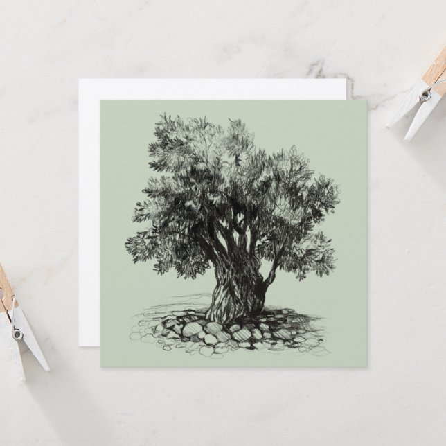 Vieux olivier (Devant/Arrière en situation)