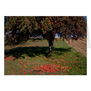 Vieux pommier