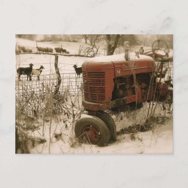 Vieux tracteur rouge avec chèvres Carte postale de (Devant)