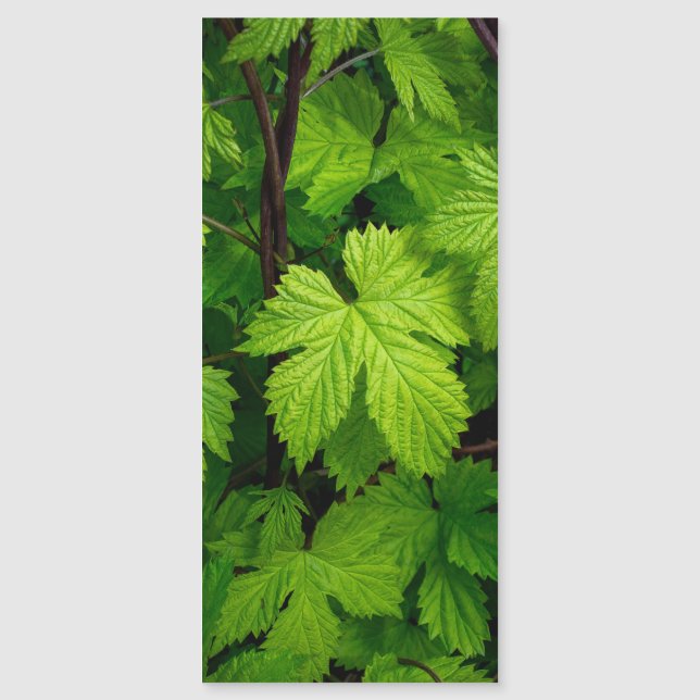 Vignes vertes (Devant)