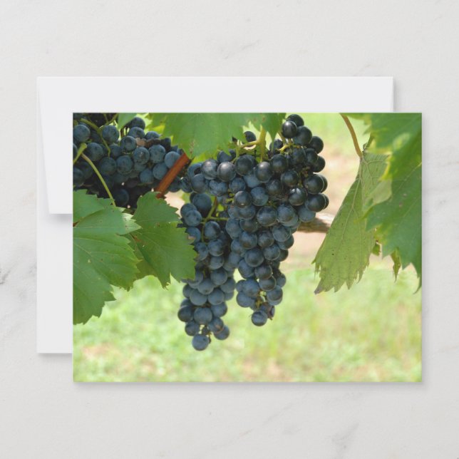 Vignoble (Devant)