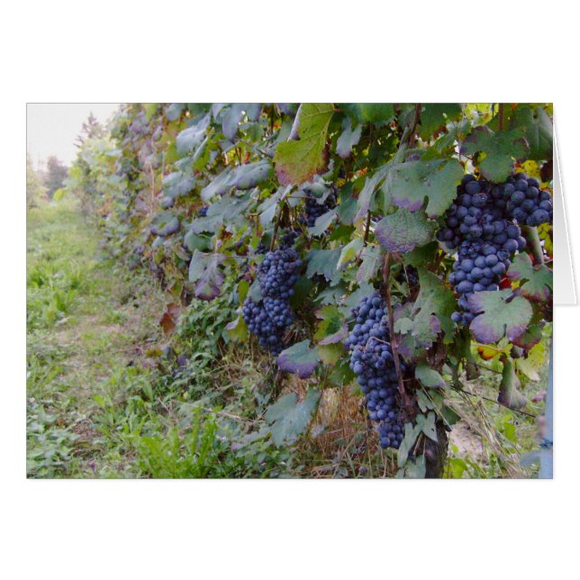 Vignoble (Devant horizontal)