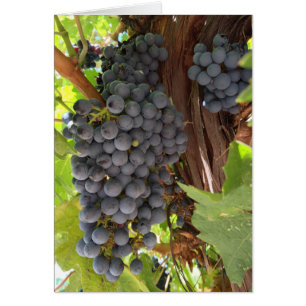 Vignoble