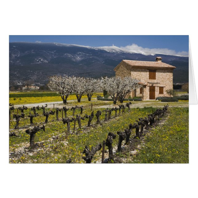 Vignoble en sommeil, fleurs de fruits, maison en p (Devant horizontal)