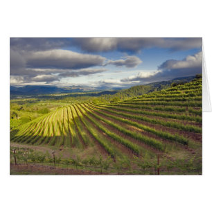Vignoble. Vallée de Napa. Napa. Comté de Napa,