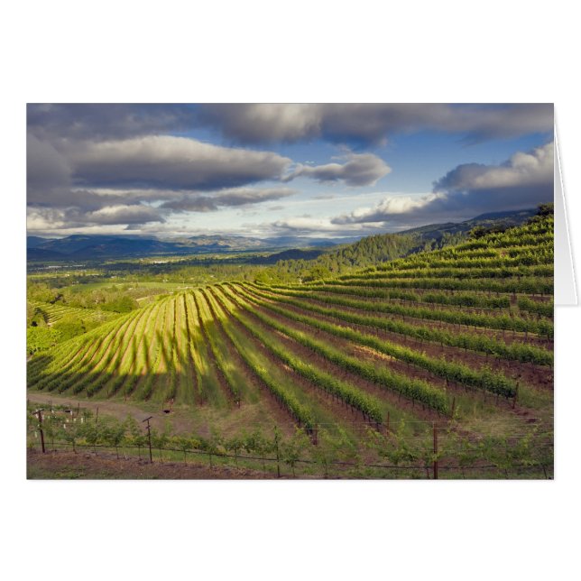 Vignoble. Vallée de Napa. Napa. Comté de Napa, (Devant horizontal)
