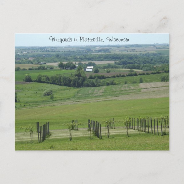 Vignobles à Platteville, carte postale du Wisconsi (Devant)