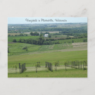 Vignobles en Platteville, Wisconsin Carte postale