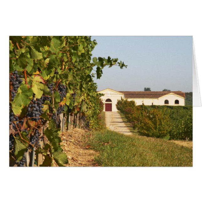 Vignobles, vignes de petit verdot et la cave dans (Devant horizontal)