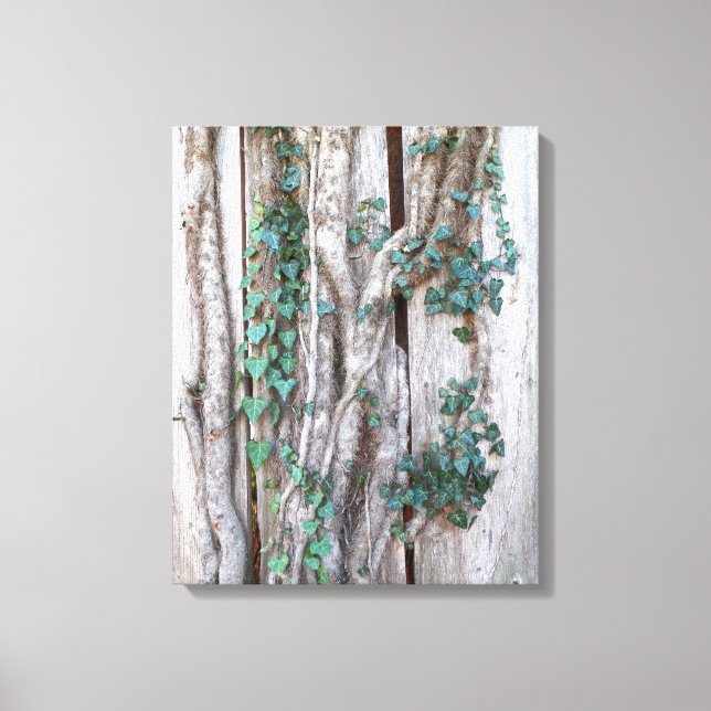 Vins et lierre sur toile de clôture en bois (Recto)