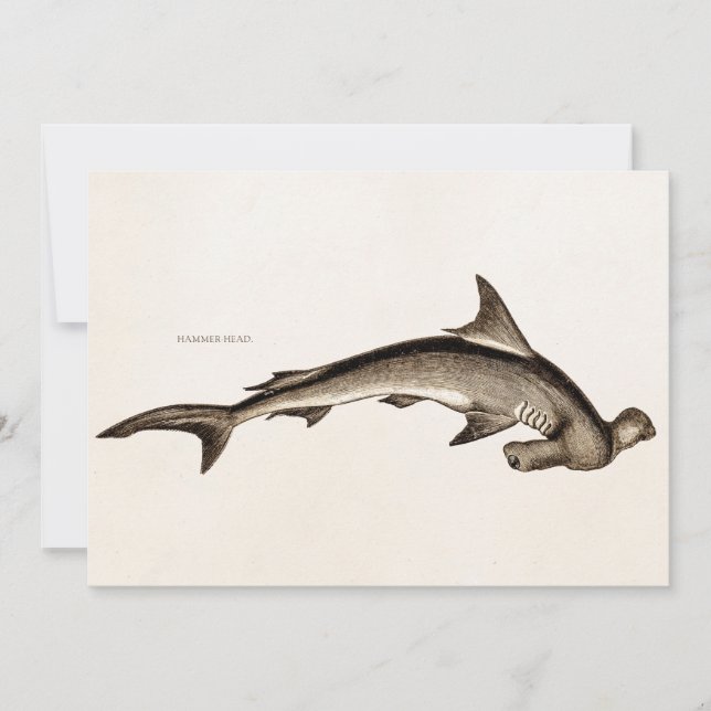Vintage 1800s Hammerhead Shark Old Hammer Head (Devant)