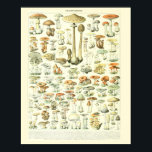 Vintage Adolphe Millot Imprimer Champignons Poster<br><div class="desc">Poster Vintage Vintage Adolphe Millot Imprimer Champignons Poster, décor Accueil Imprimer Mur romantique Poster Idée cadeau Reproduction de haute qualité de l'oeuvre d'Adolphe Philippe Millot, qui a illustré de nombreuses sections d'histoire naturelle du Petit Larousse, a été l'illustrateur principal du Musée National d'Histoire Naturelle. Il est membre du Salon des...</div>