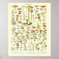 Vintage Adolphe Millot Imprimer Champignons Poster
