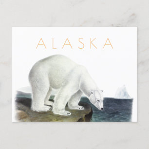 Vintage Alaska carte postale Ours polaire moyen
