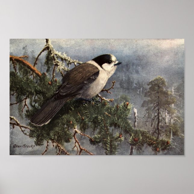 Vintage Allan Brooks Grey Jay Poster Art (Devant)