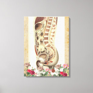 Vintage anatomie médicale toile d'art