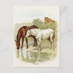 Vintage animal mignon Carte postale Cheval
