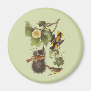 Vintage Audubon Birds Troupial Oriole Magnet