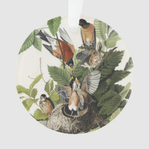 Vintage Audubon Merle d'Amérique Art du Nid d'Oise