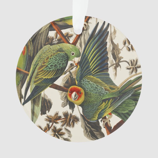 Vintage Audubon Perruche Caroline Art d'oiseau (devant)