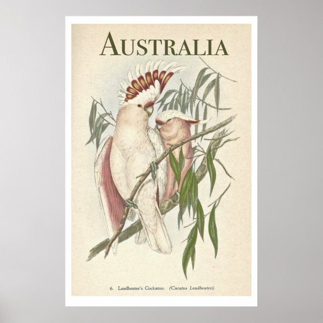 Vintage Australian Galah Poster (Devant)
