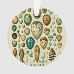 Vintage Bird Eggs French Fish Egg